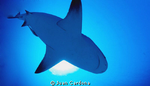 Impressive dives with bull sharks by Juan Cardona 
